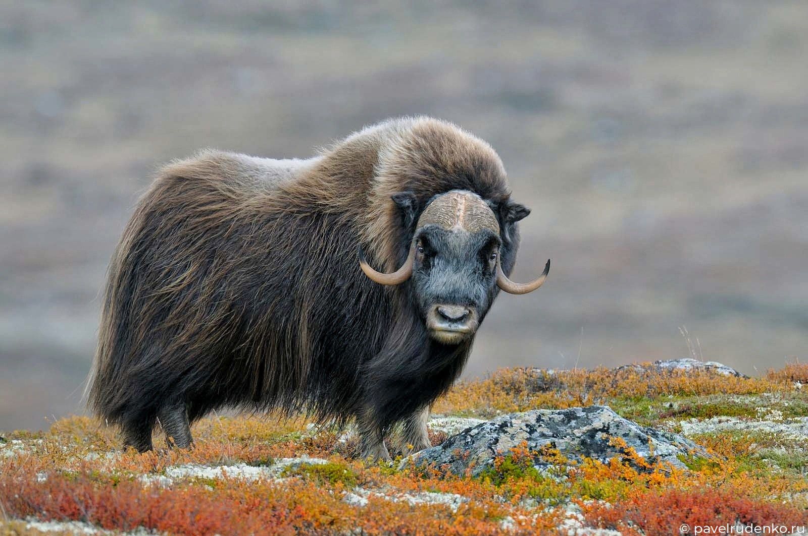 Фотография Полярный Урал - на поиски Овцебыка Фотография Полярный Урал - на поиски Овцебыка