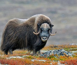 Полярный Урал - на поиски Овцебыка