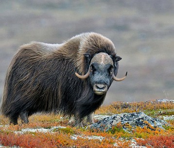 Полярный Урал - на поиски Овцебыка