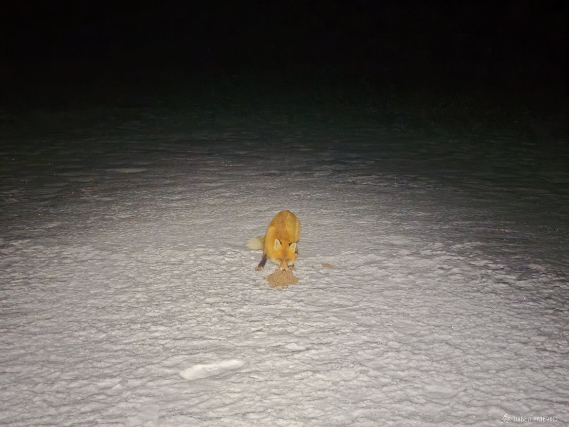 Фотография Fox in the tundra in winter.