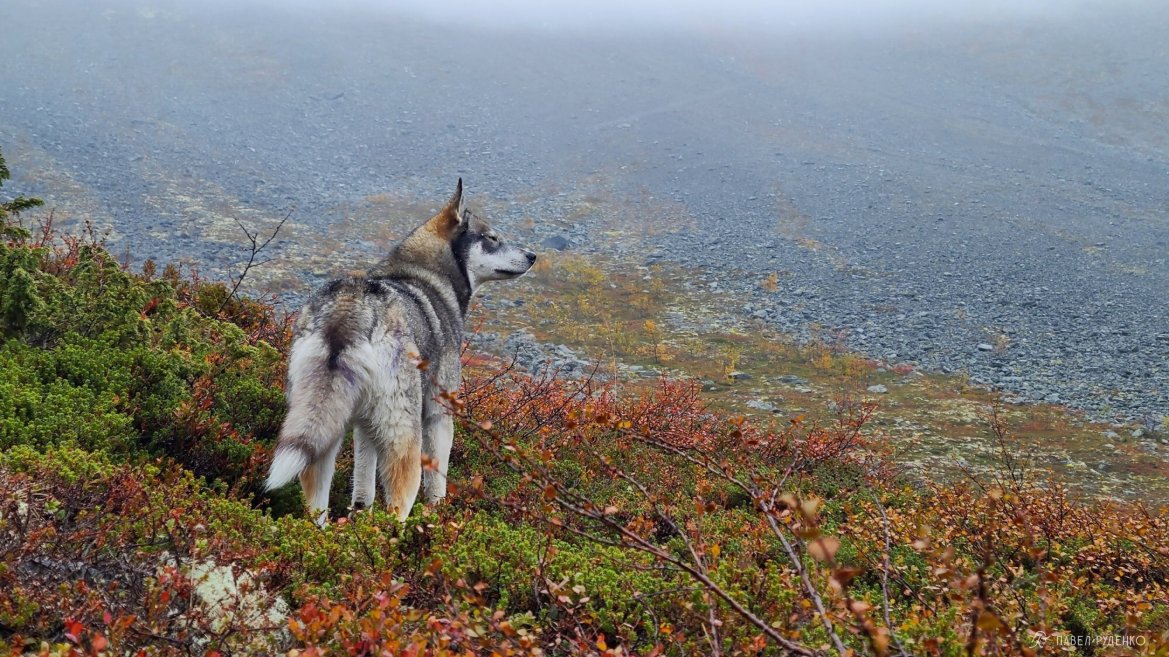 Фотография Nordische Hunde