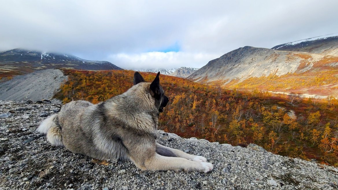 Фотография Nordische Hunde.