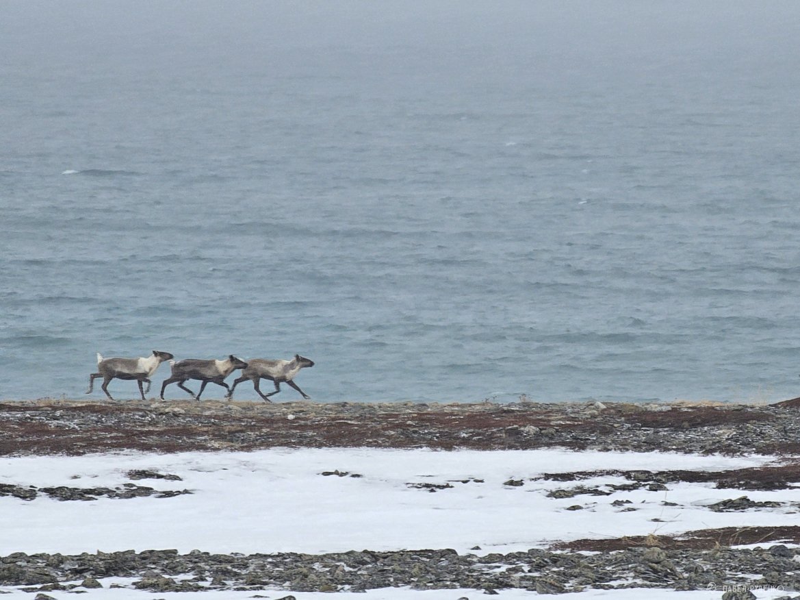 Фотография Nordliche Hirsche auf der Halbinsel Rybachy, Kola. Im Winter laufen sie entlang der Barentssee-Küste.
